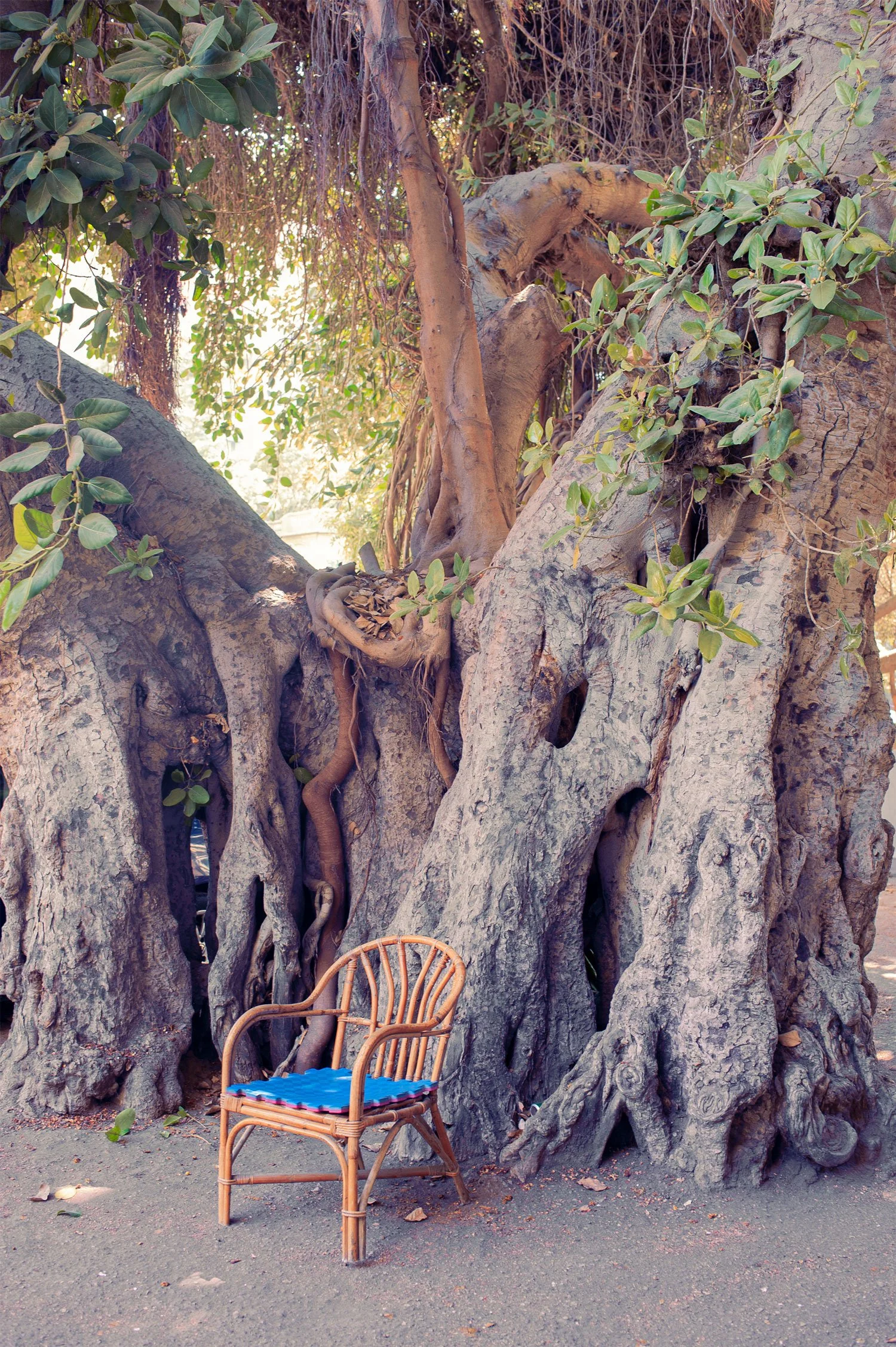 A wicker chair with a blue cushion placed next to a massive tree with textured bark and thick, twisting branches and vines. The scene is outdoors with some fallen leaves on the ground.
