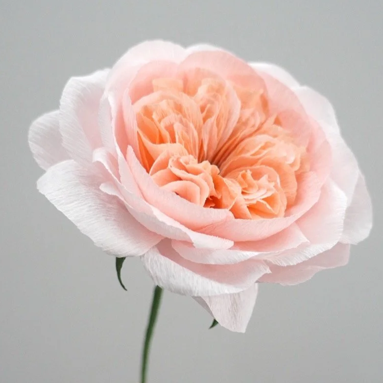 A close-up of a pale peach and white realistic paper Juliet rose flower with ruffled petals handmade by Jasmine Sing, paper artist from Merremade.