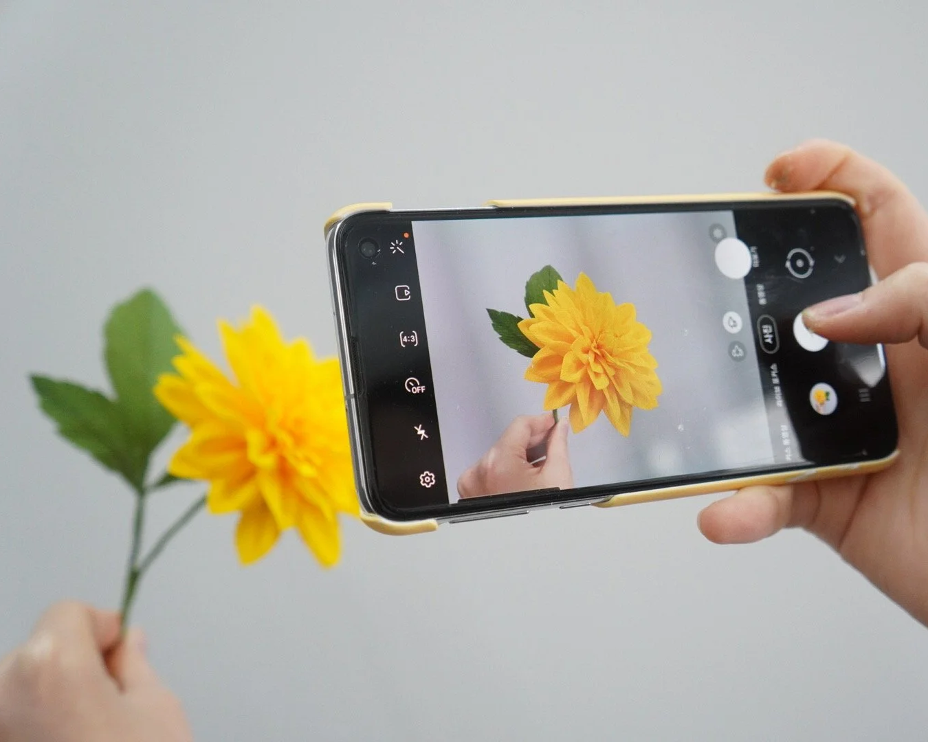 Merremade student is holding a smartphone taking a photo of a yellow paper dahlia flower with green leaves.