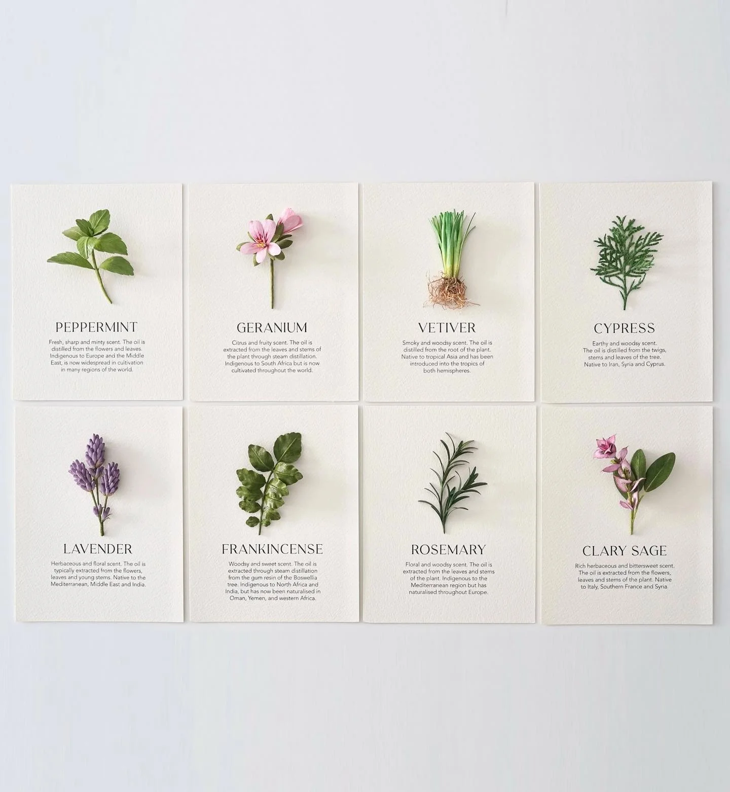 [ Paper Herbs] Commissioned artwork for @spaesprit - I truly enjoyed the entire process in creating this set of paper herbs as every moment spent was a moment of sheer joy and fulfillment. Swipe to see the details and let me know which is your favour