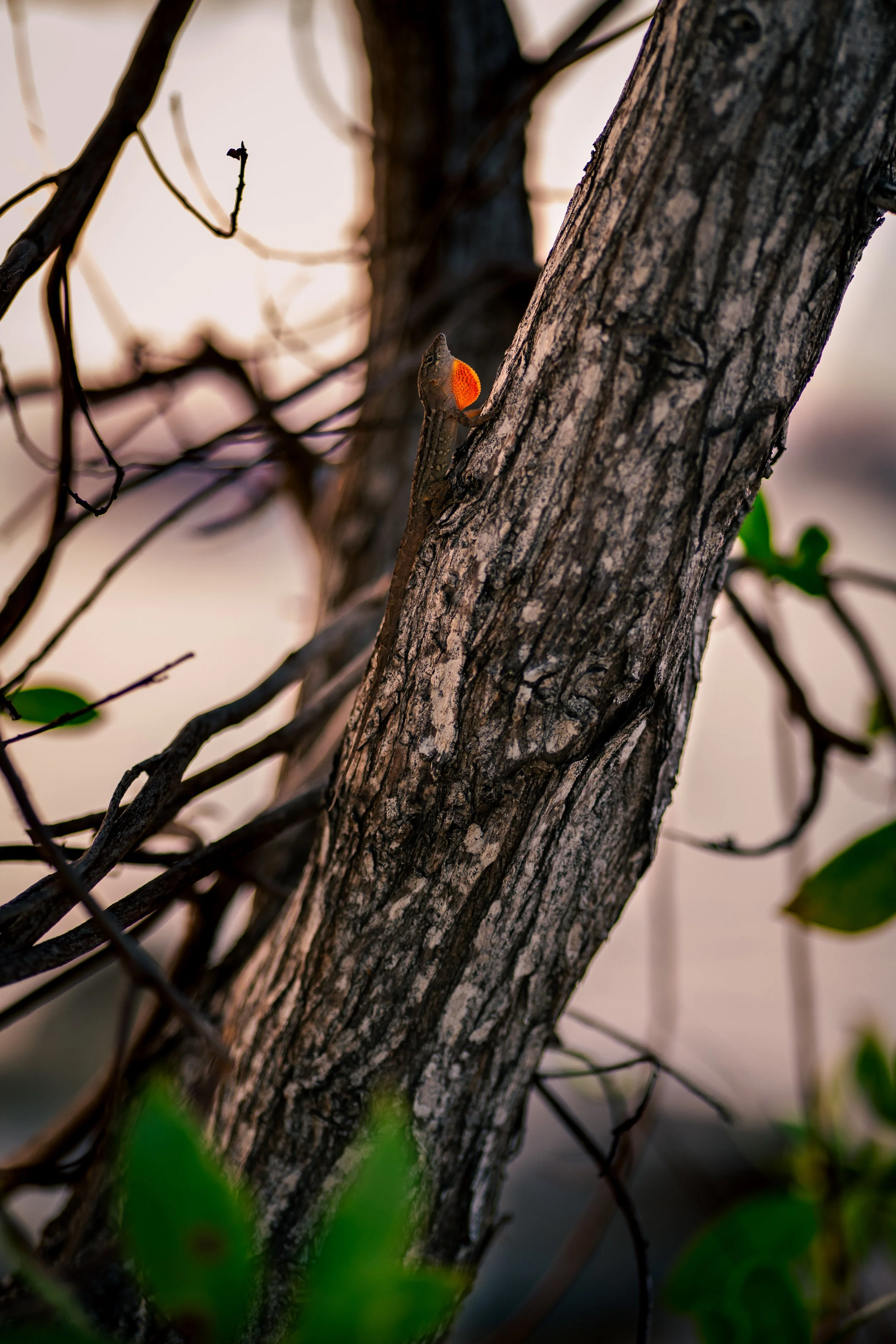 Lizard on tree displaying bright orange throat fan, branches and leaves around.