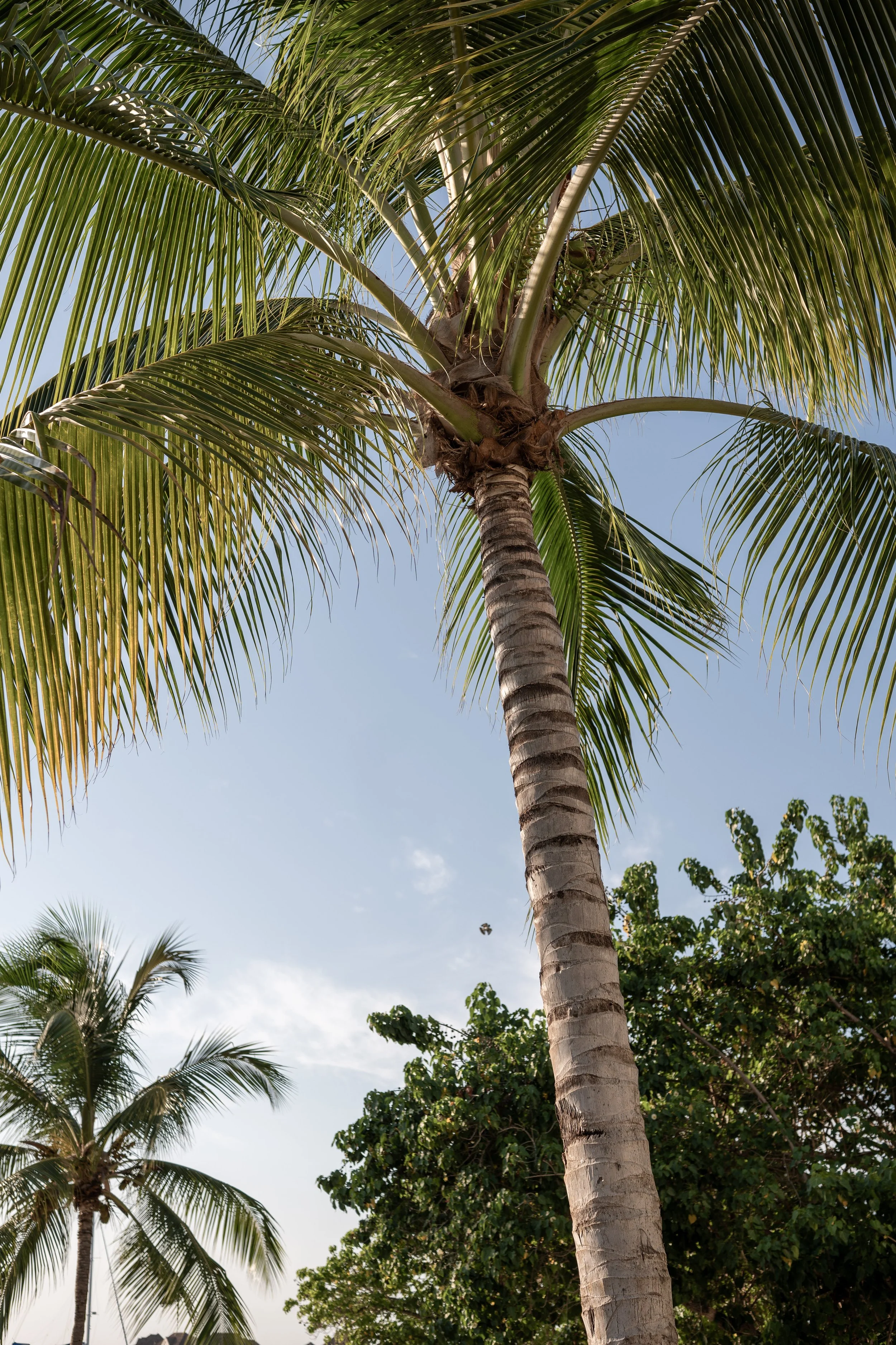 Tall palm tree with lush green fronds against a blue sky; additional palm in background.