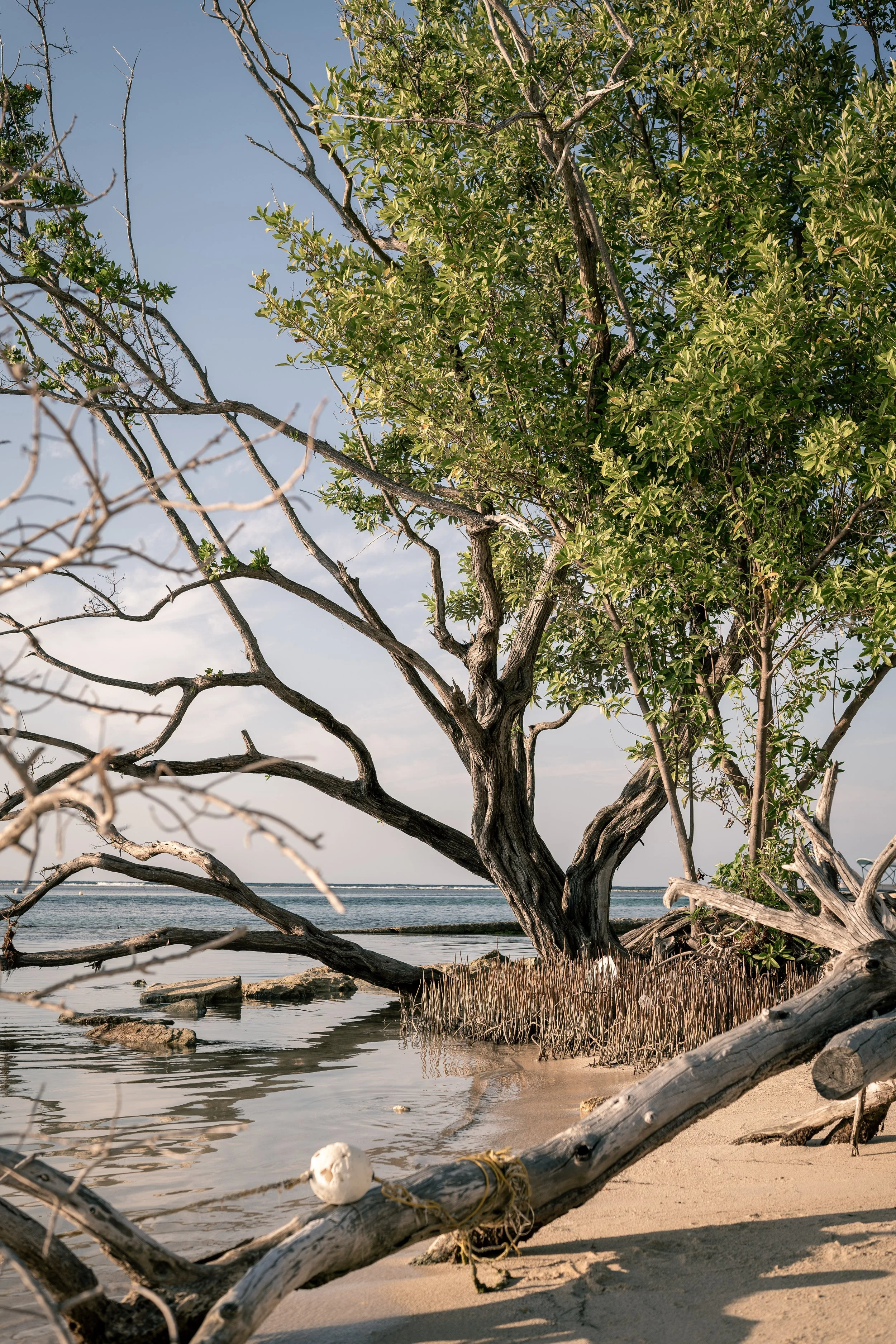 Beach scene with mangrove tree, driftwood, calm ocean, and blue sky.