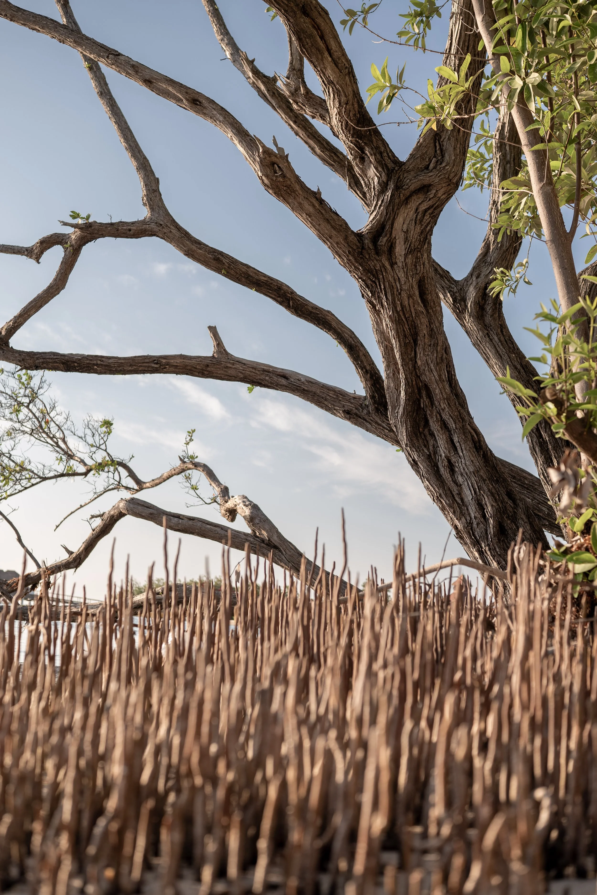 Bare tree branches against a blue sky with a foreground of thin, vertical, dry sticks or roots.