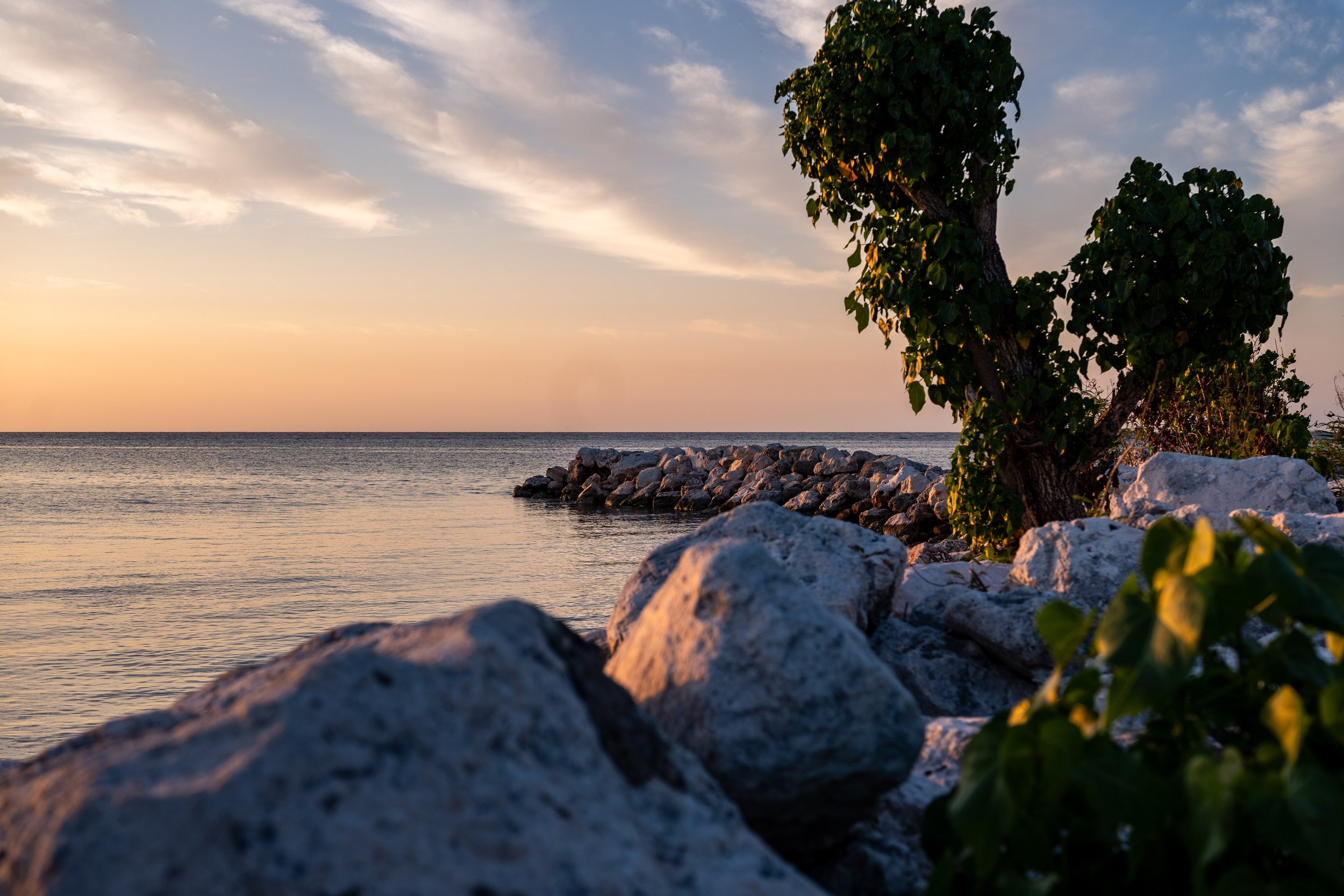 Scenic sunset over a calm ocean with rocks and a leafy tree in the foreground.