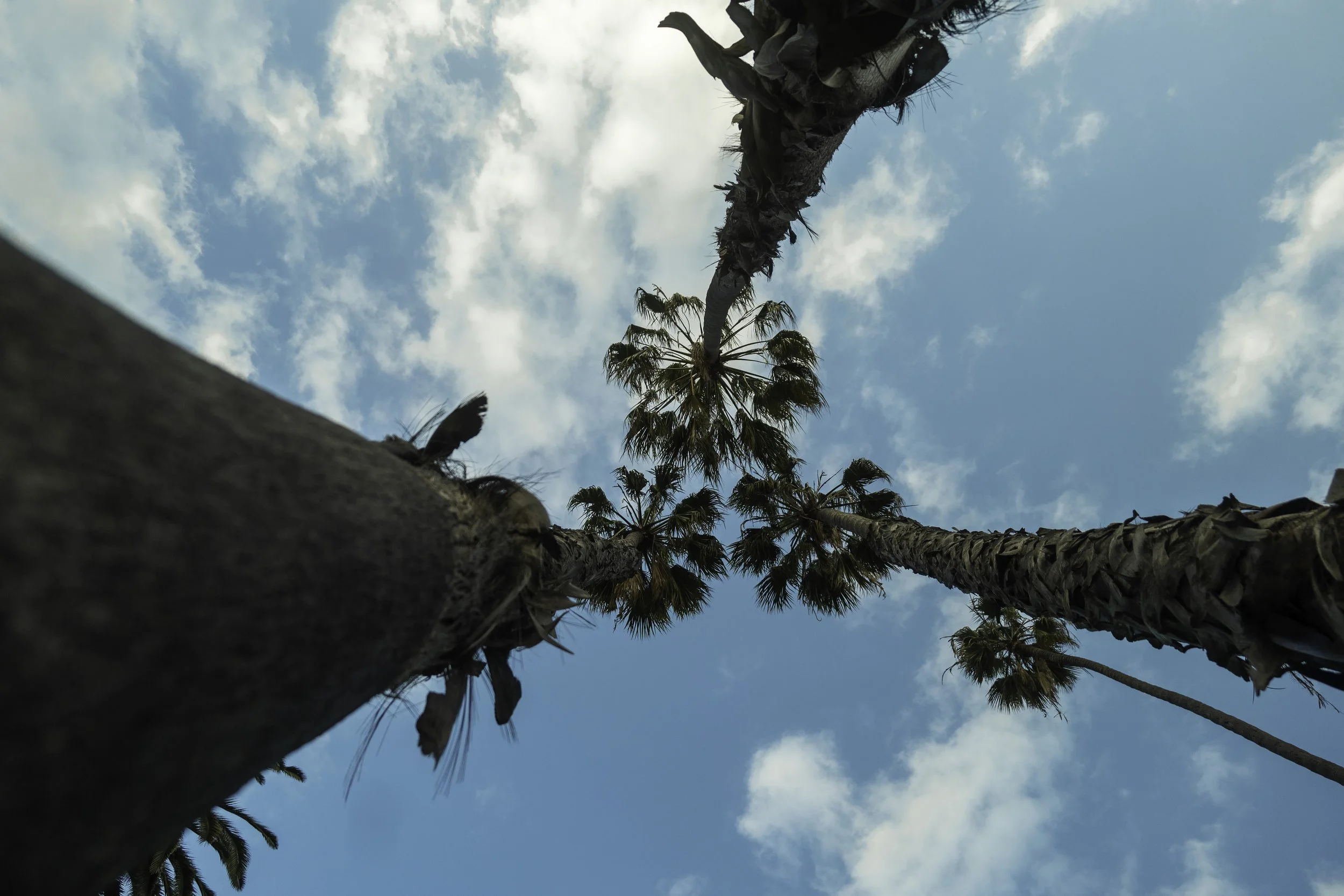 Upward view of tall palm trees against a blue sky with clouds.