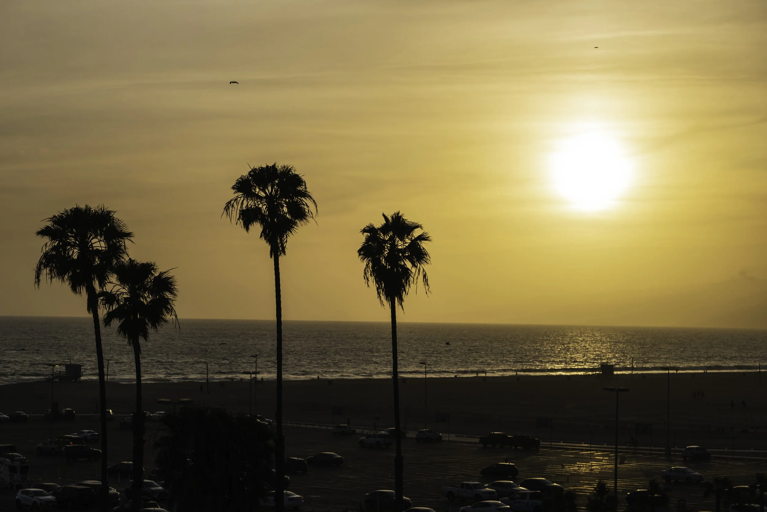 Sunset over ocean with silhouetted palm trees and parking lot in foreground.