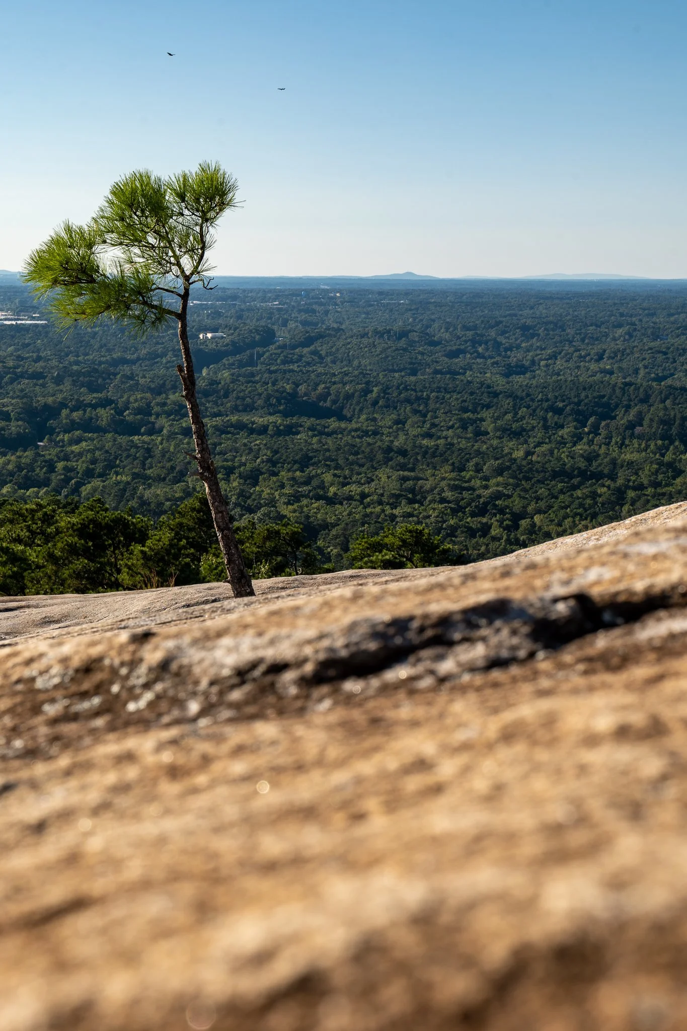 Lone tree on a rocky hill, overlooking a green forested area with a clear blue sky.