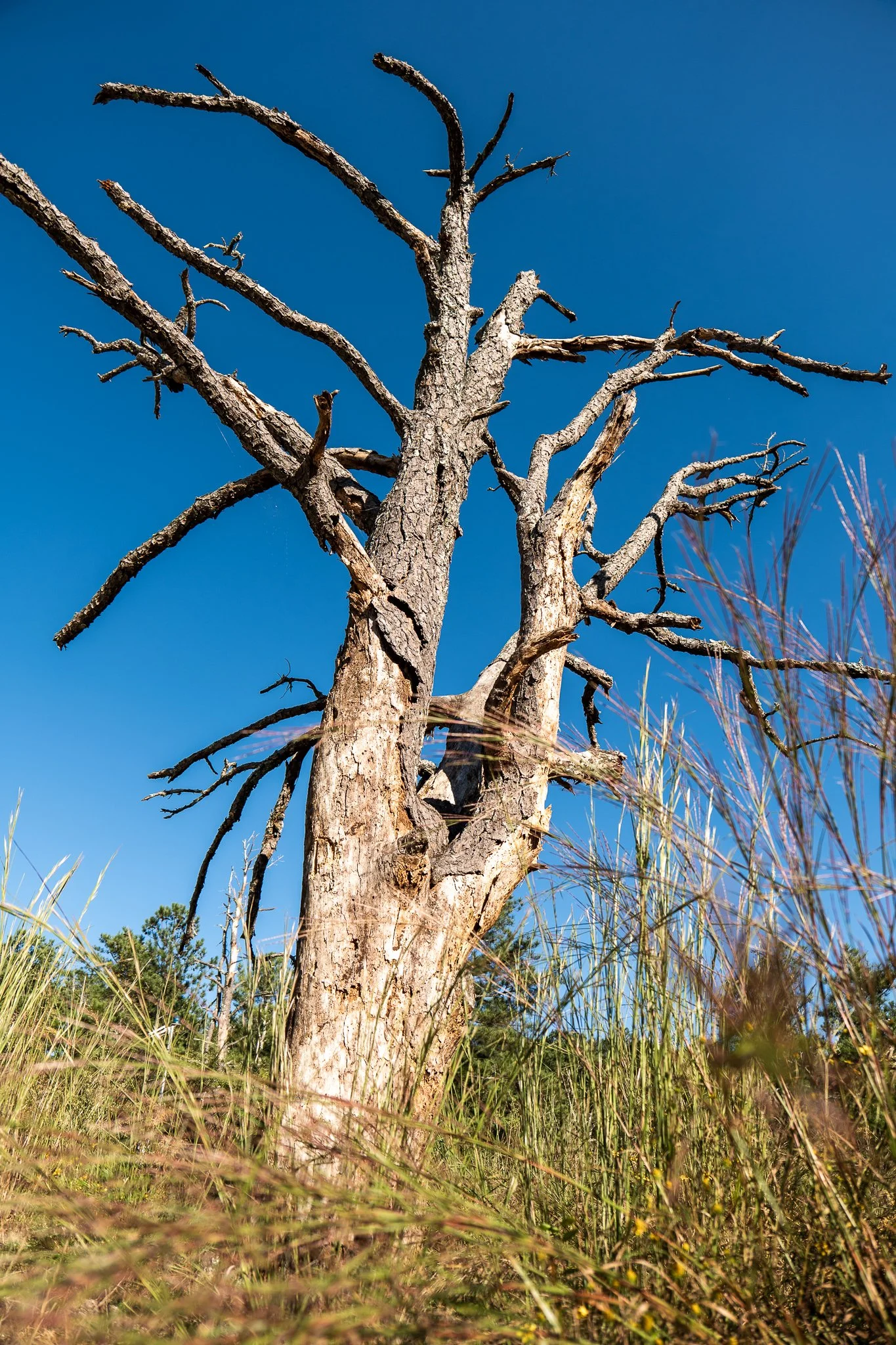 Dead tree with bare branches in a grassy field against a clear blue sky.