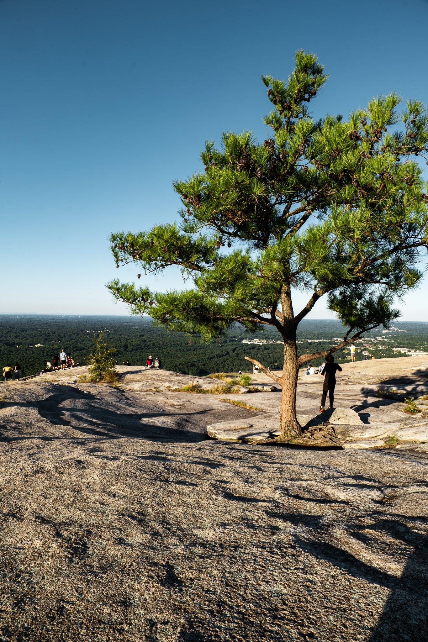 Lone pine tree on rocky terrain with scattered people in the background admiring a forested landscape under a clear blue sky.