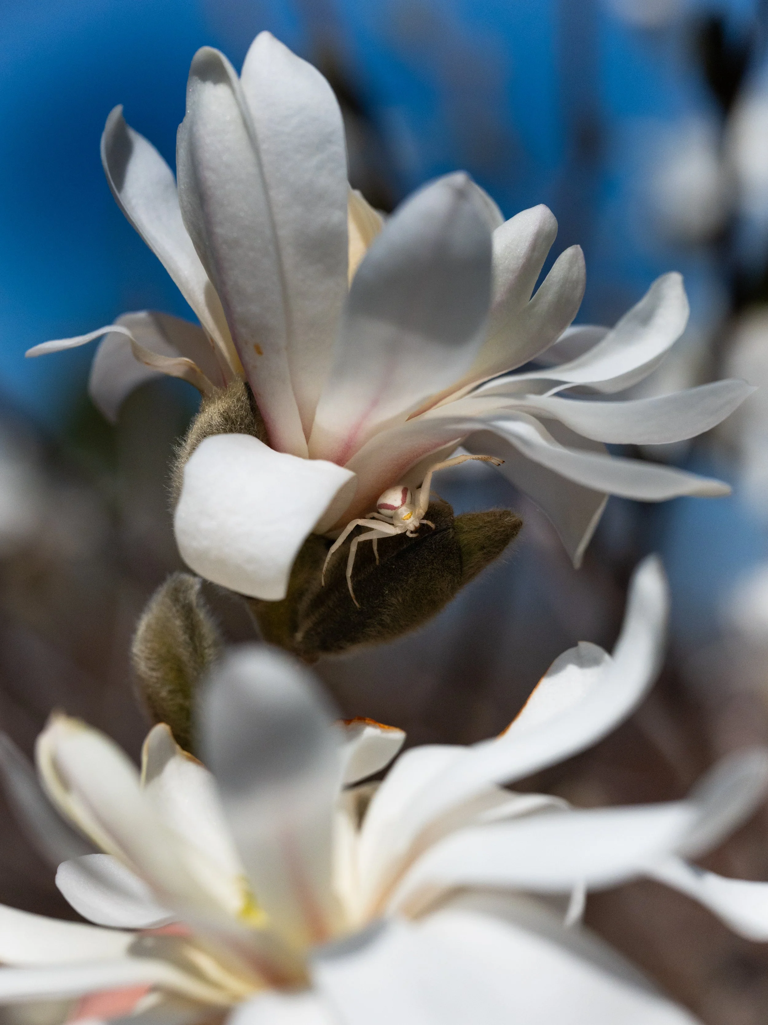 Goldenrod Crab Spider Magnolia 1.jpg