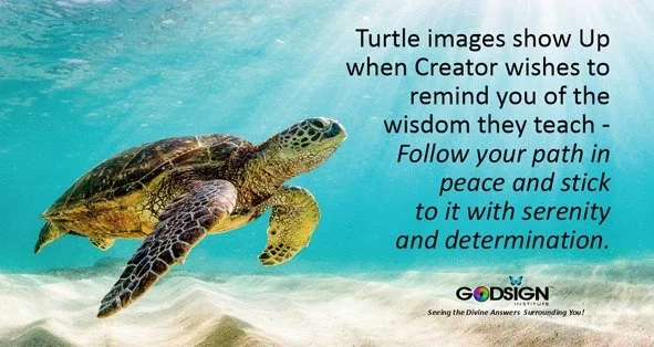 Turtles remind you to peacefully keep moving forward. 
 #GodSign #turtles #followyourpath #godsignwithannie
