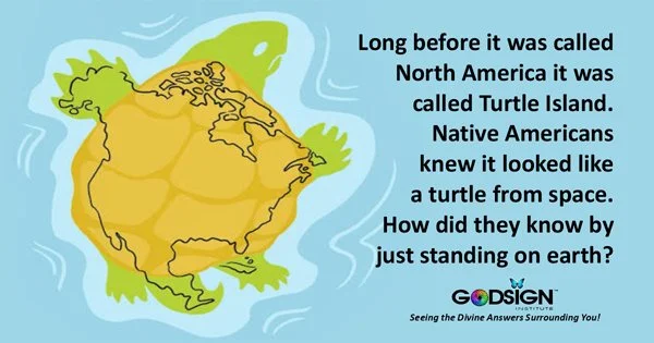 How did they know?
 #turtles #GodSigns #turtleisland