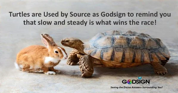 Slow and steady wins.
 #turtles #GodSigns #godsignwithannie