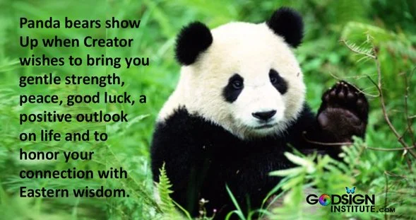 Enjoy your Monday! Pandas are on your side
 #bears #panda #pandabear #godsigninstitute