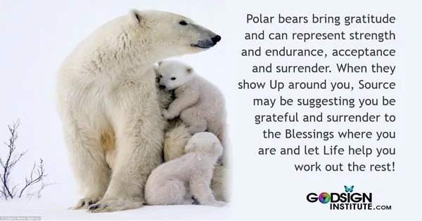 Count your Blessings and know you got strength and grace all at once.
 #bears #polarbear #bearhugs #godsigninstitute