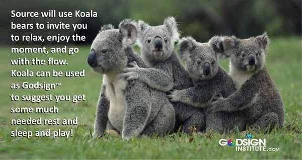 Not considered a 'bear', they are a marsupial, but they are called Koala Bears for a reason.  They are as cute as cuddly teddy bears. 
#bears #bearhugs #koalas #koala #GodSign #godsigns