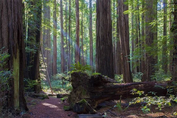 Forests of Knowledge &amp; Godsign. Trees communicate to you about the abundance and assurance that there is more than enough in Life. Learn how to unlock this understanding, click here https://icont.ac/51nHg