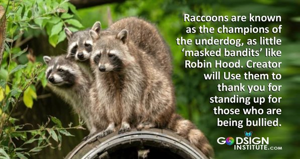 Thanks for alllll that you do for others. Raccoons are there to remind us we are all in this world together! #raccoon #GodSign #godsigninstitute