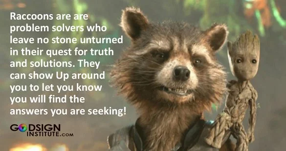 Raccoons remind you to stay determined and you will find the way! #raccoon #determination #godsigninstitute #godsigns