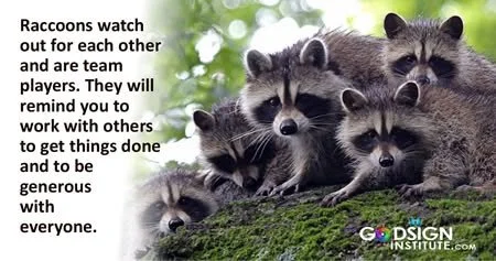 Teamwork is knowing 'together we extend our reach'.
 #raccoon #godsigninstitute #teamwork