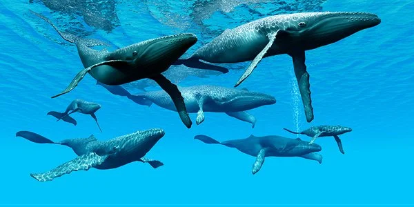 Group of whale sharks swimming underwater.