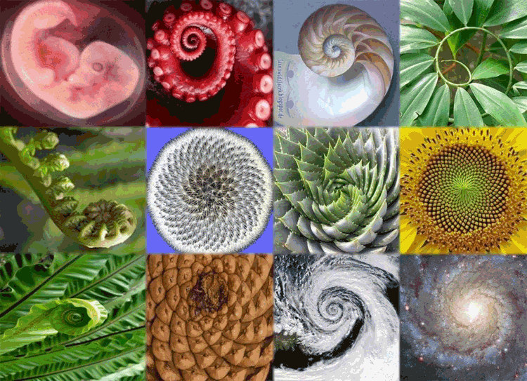 A collage of various spiral-based natural and cosmic patterns, including seashells, plants, insects, and galaxies.