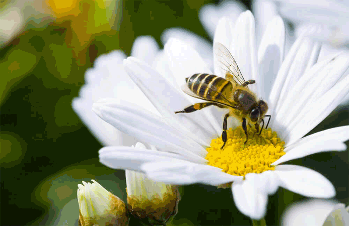 A bee collecting nectar from a white daisy flower with a yellow center.