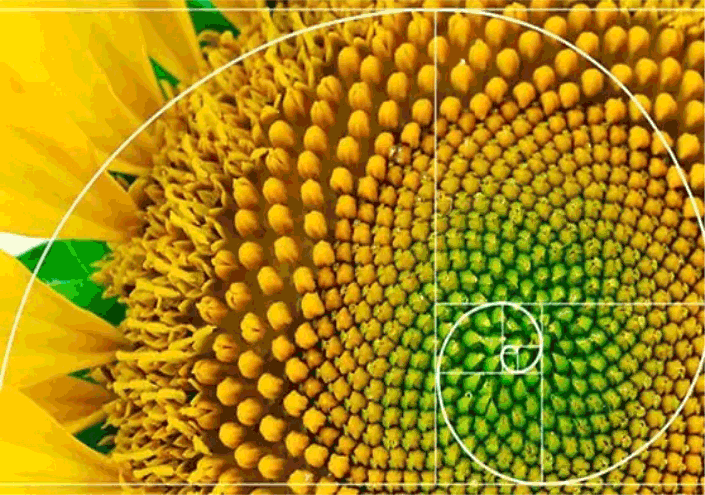 Close-up of a sunflower's center with yellow and green seeds, surrounded by sunflower petals.