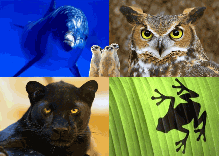 Collage of four images: a blue whale underwater, an owl with yellow eyes, a black panther, and a leaf with a black gecko silhouette.