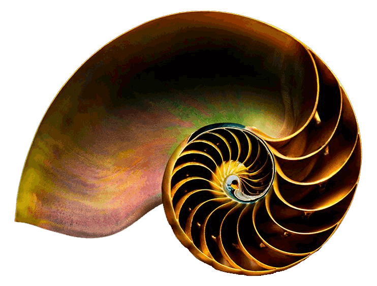 Close-up of a nautilus shell showing a spiral pattern against a black background.