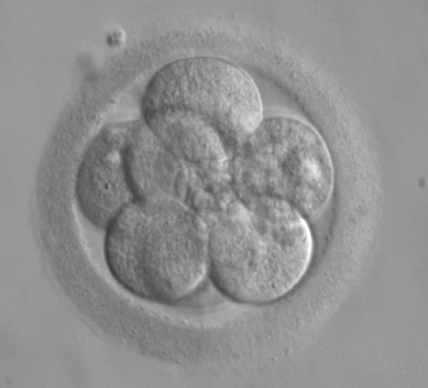 A cluster of seven embryonic cells