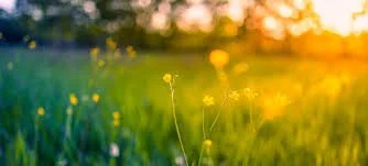 Summer Wellness Series: Part 2