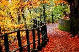 Fall Wellness Series: Part 2