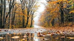 Fall Wellness Series: Part 3