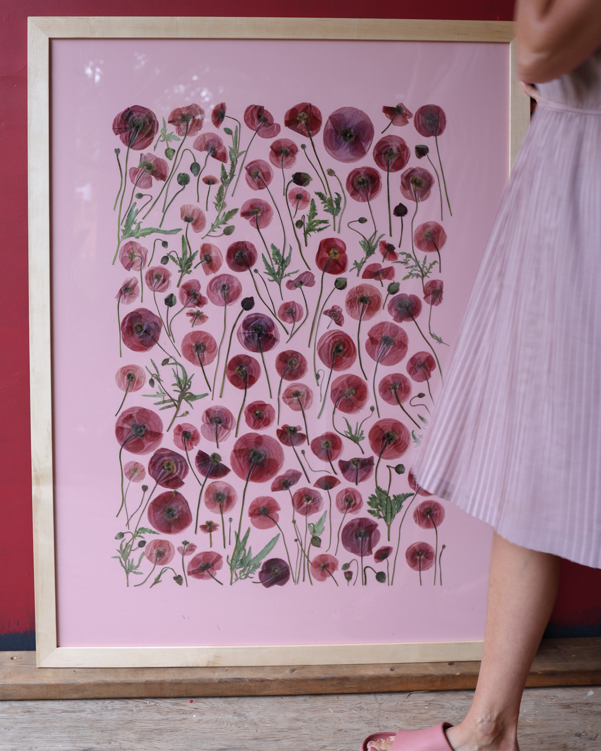 Garden Poppies, Ottawa, Ontario