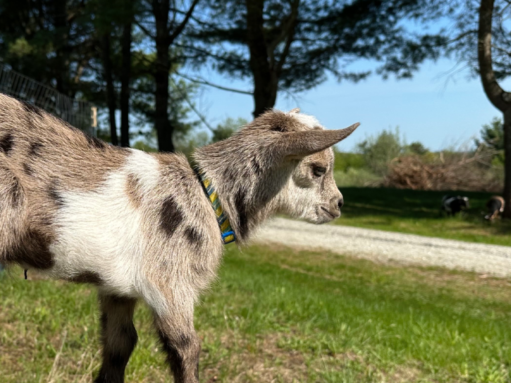 Young goat with gray and white fur and a colorful collar standing outside on grass, with trees and a gravel path in the background.