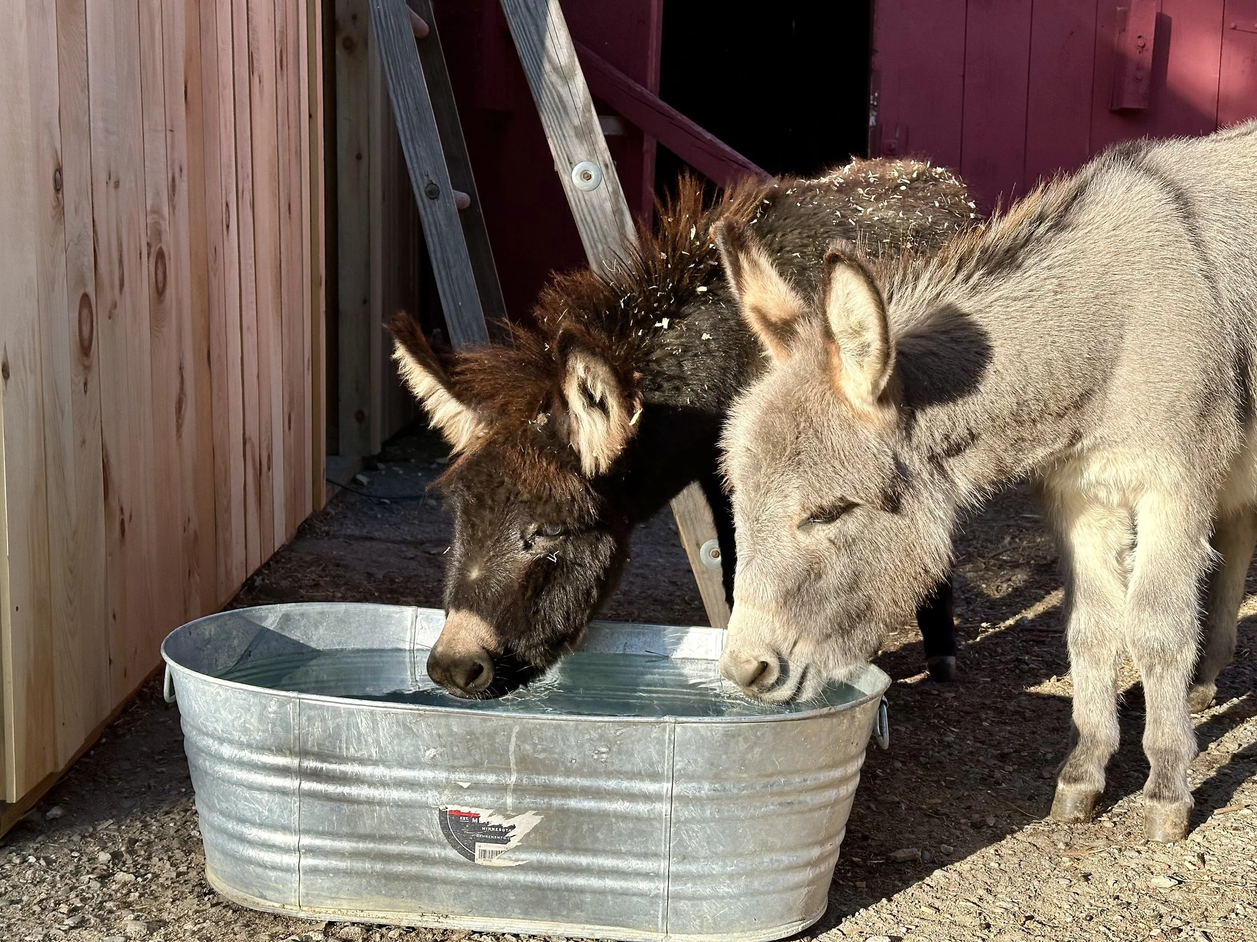 Two young wolves, one black and one gray, drink water from a metal tub outside near a wooden barn.