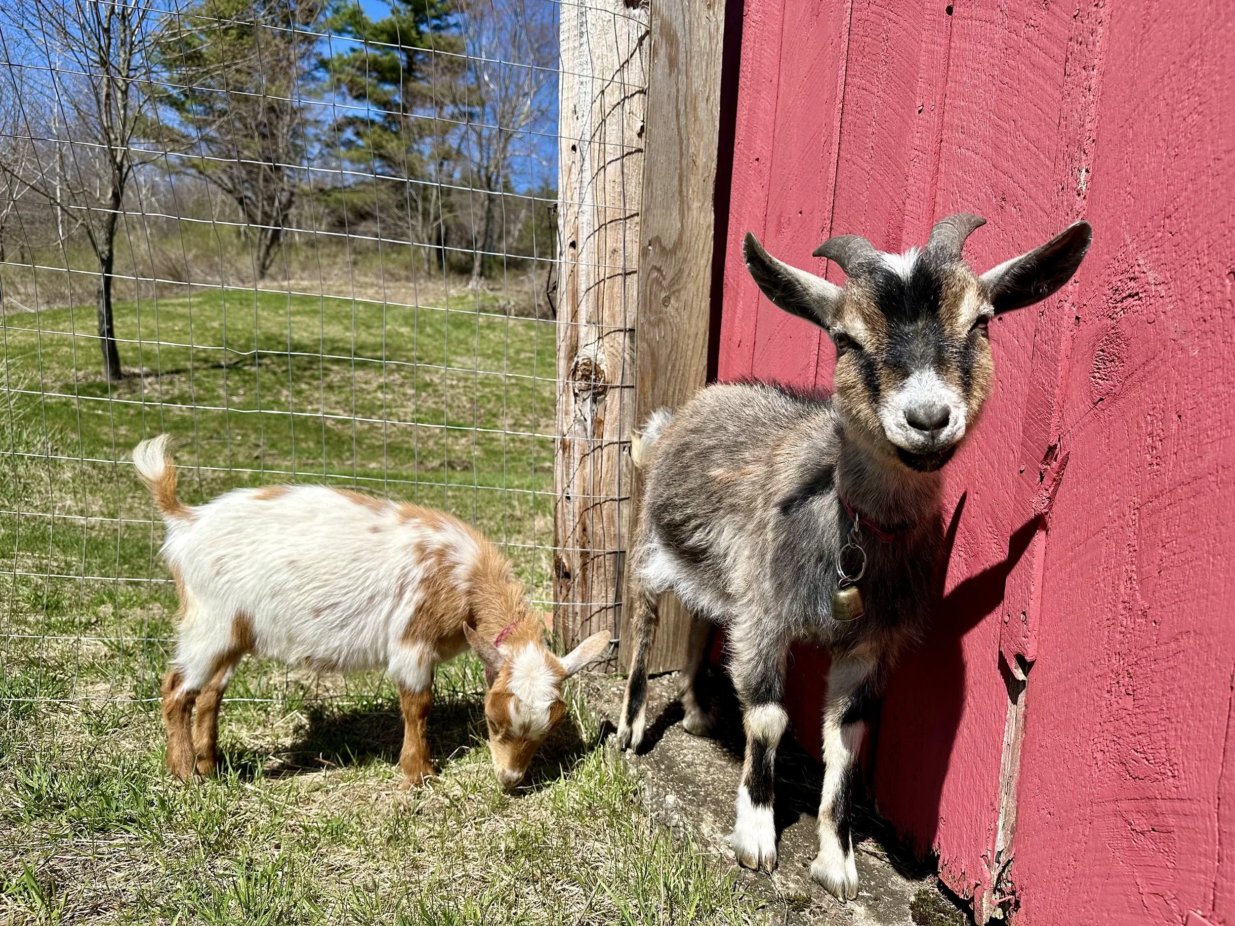 Dwarf Nigerian goats
