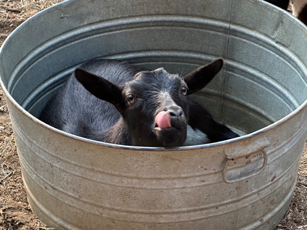 A small black goat with a white patch on its nose and tongue sticking out, lying inside a large round metal tub outdoors.