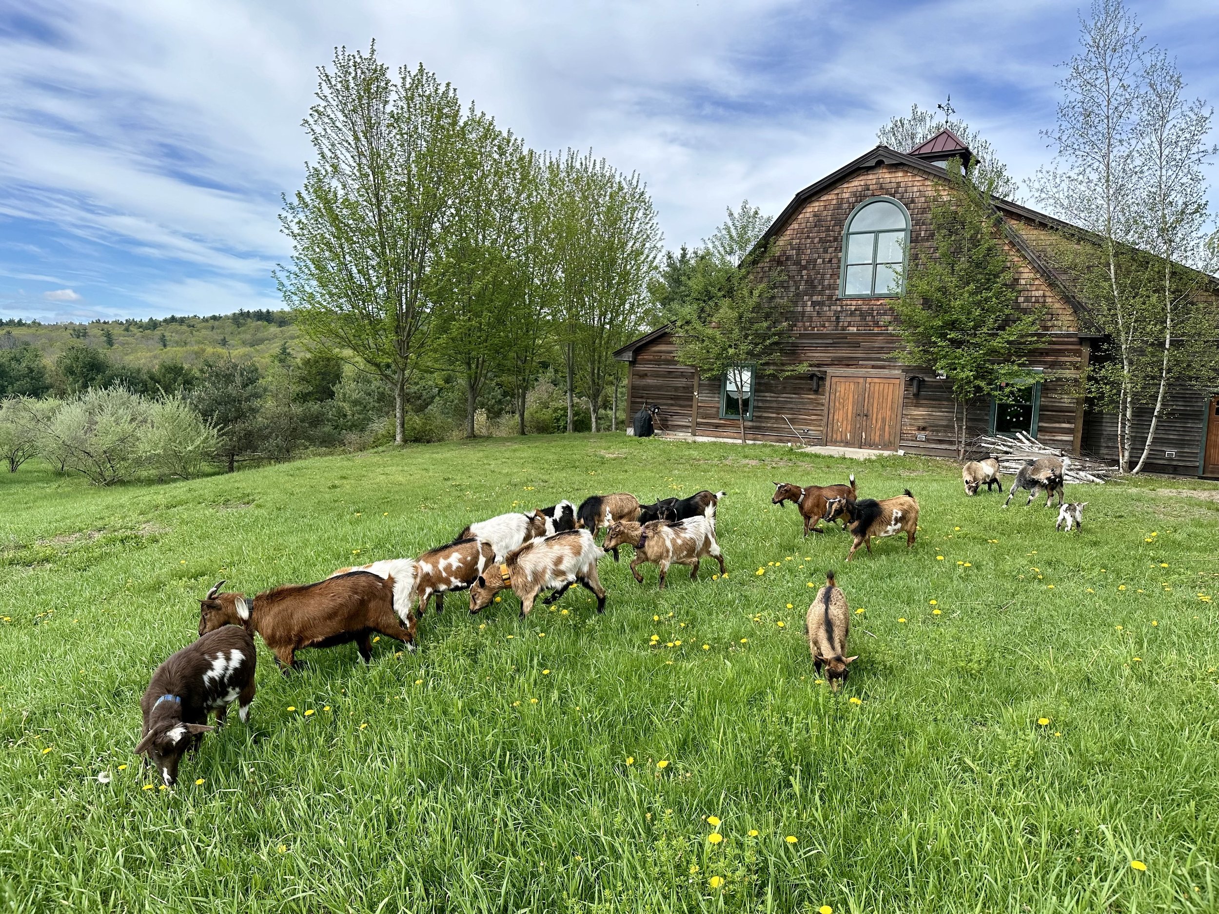 A rural scene with a large wooden barn, green grassy field, trees, and a herd of goats grazing.