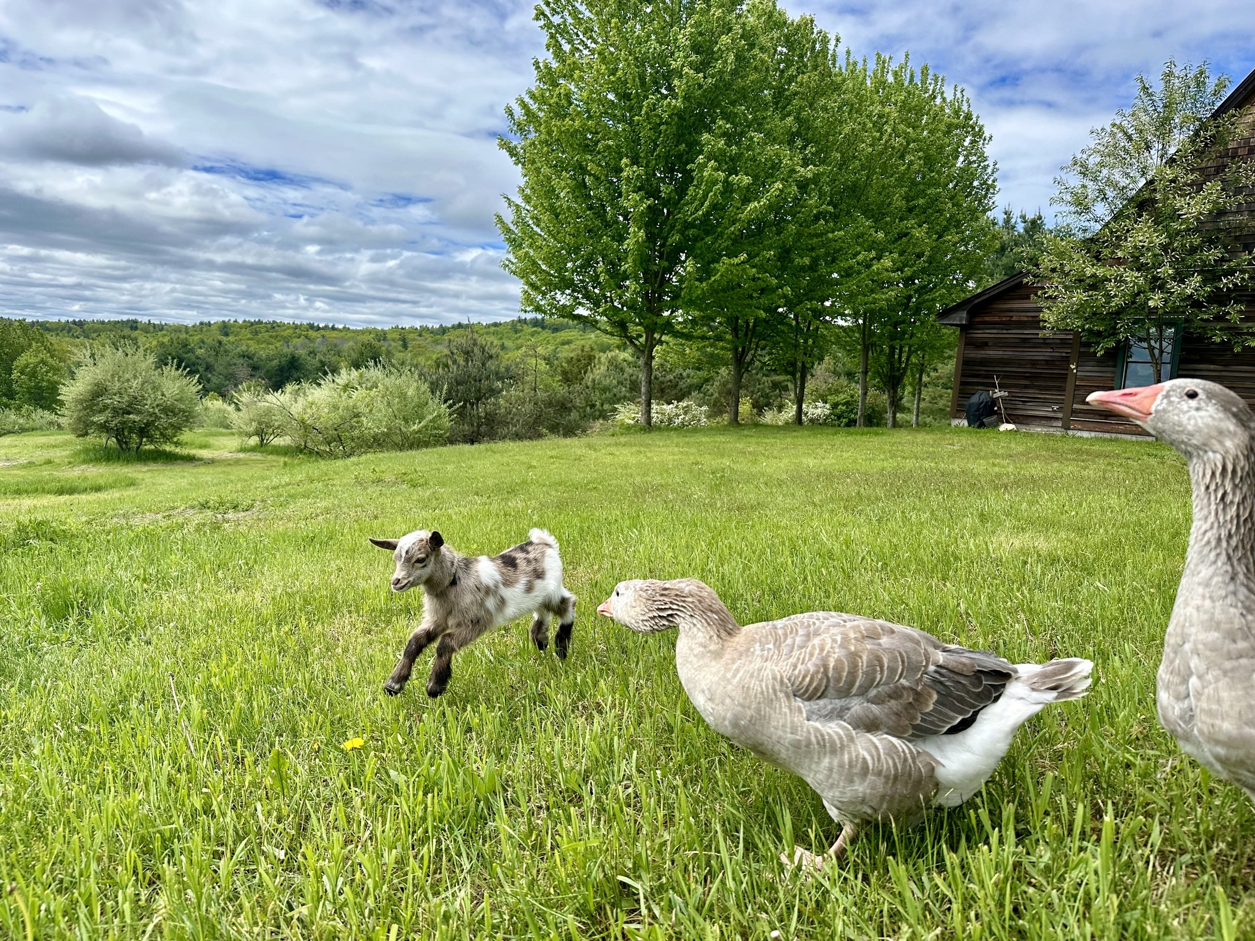 Green grassy field with small goats and ducks, trees, and a wooden house under a partly cloudy sky.