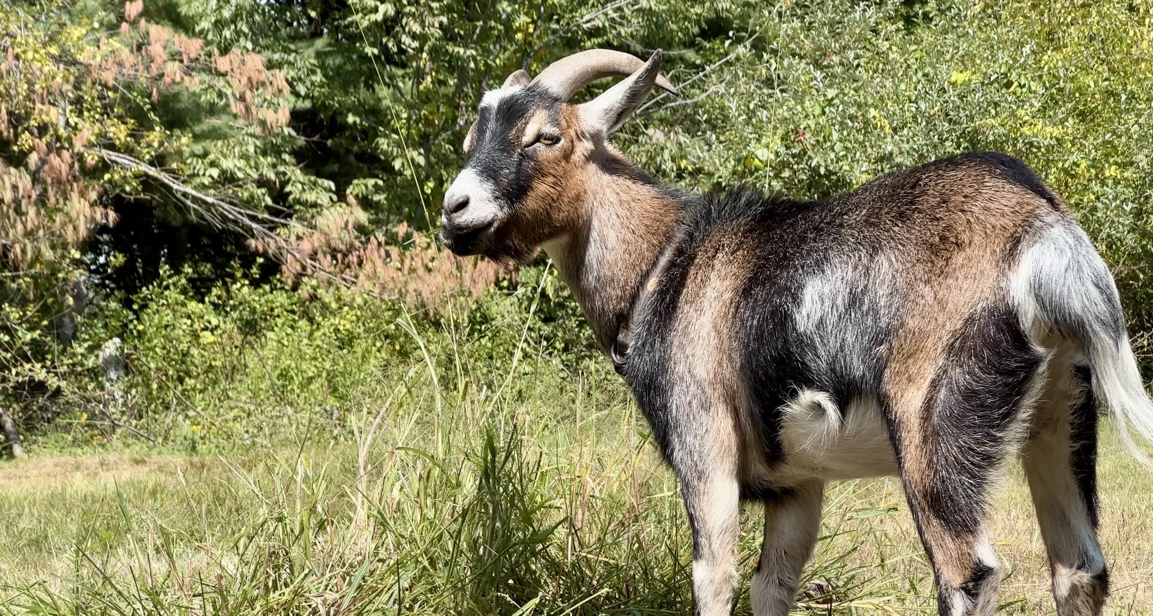 A goat standing on grass in a green, leafy outdoor area.