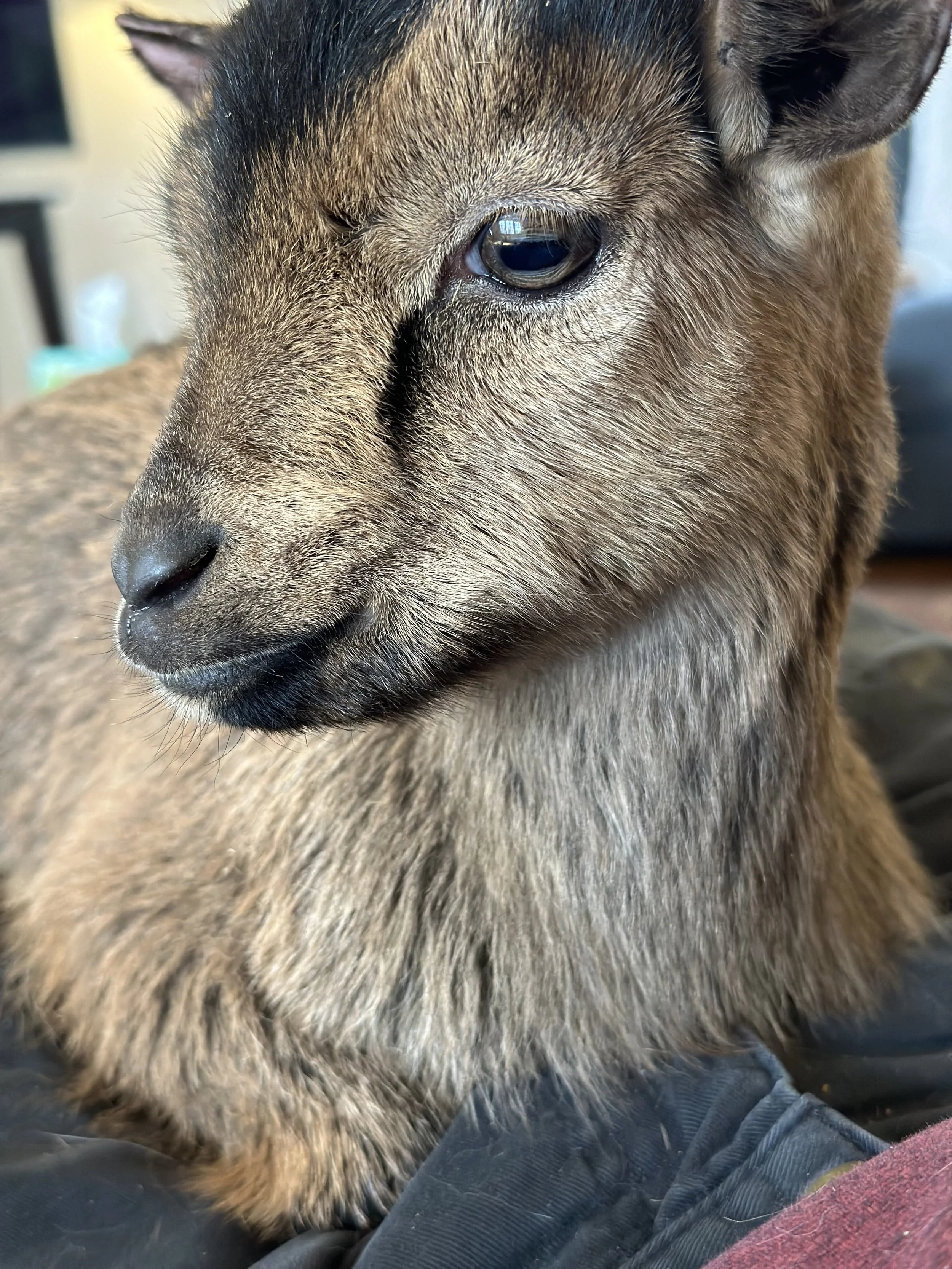 Close-up of a dog with light brown and black fur, focusing on its face and eye.