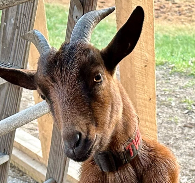 A brown goat with curved horns wearing a collar with red writing, standing near a wooden fence.