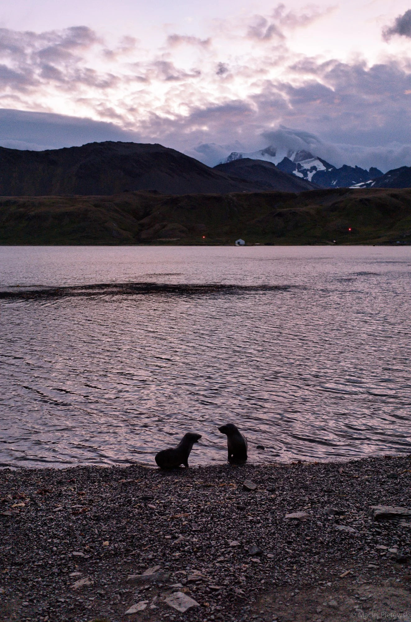 Two otters standing upright by the edge of a lake at sunset, with mountains and cloudy sky in the background.