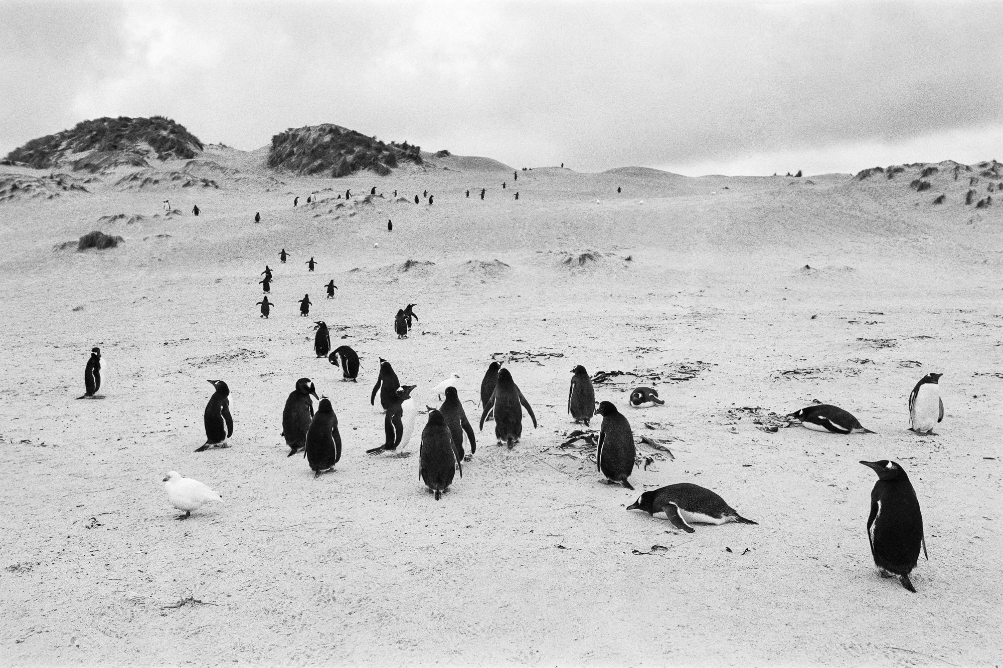 Black and white photo of a sandy beach with penguins scattered across the landscape, some standing, some lying down, and others waddling around. Dunes and rocky formations are visible in the background under a cloudy sky.