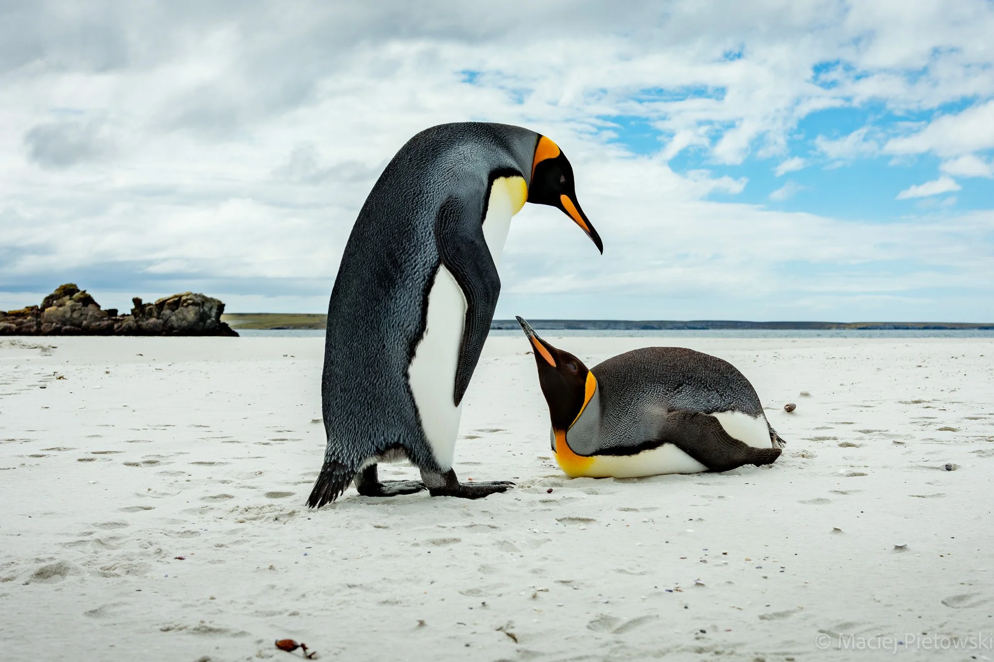 Three penguins on a sandy beach with cloudy sky and ocean in the background. One penguin is standing while two are lying on the ground.