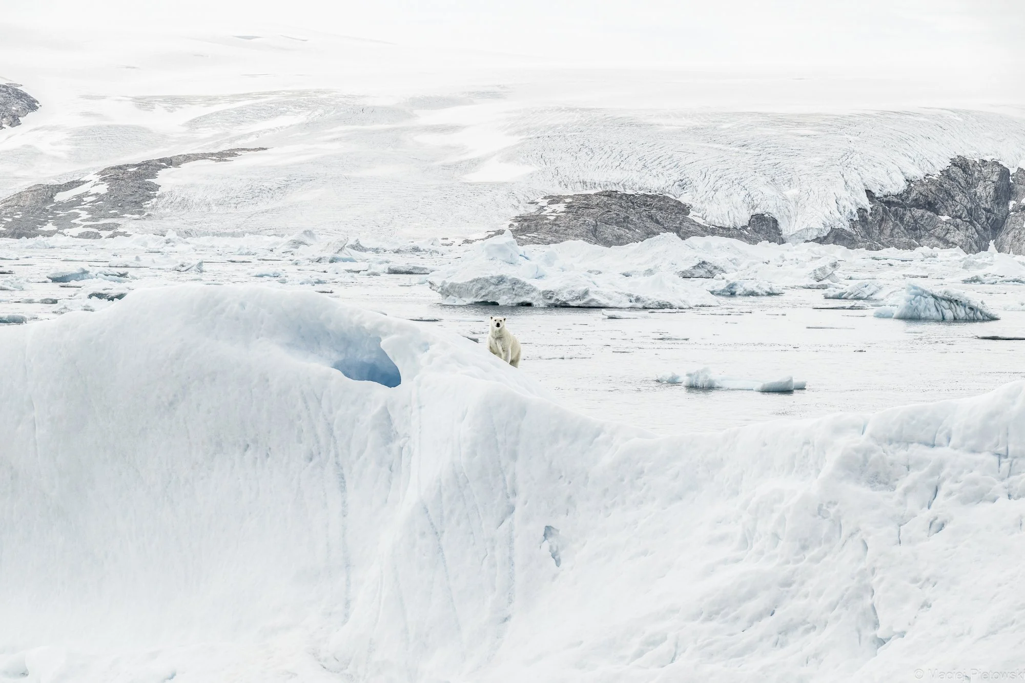 A polar bear standing on ice in a snowy Arctic landscape with glaciers and ice chunks in the background.