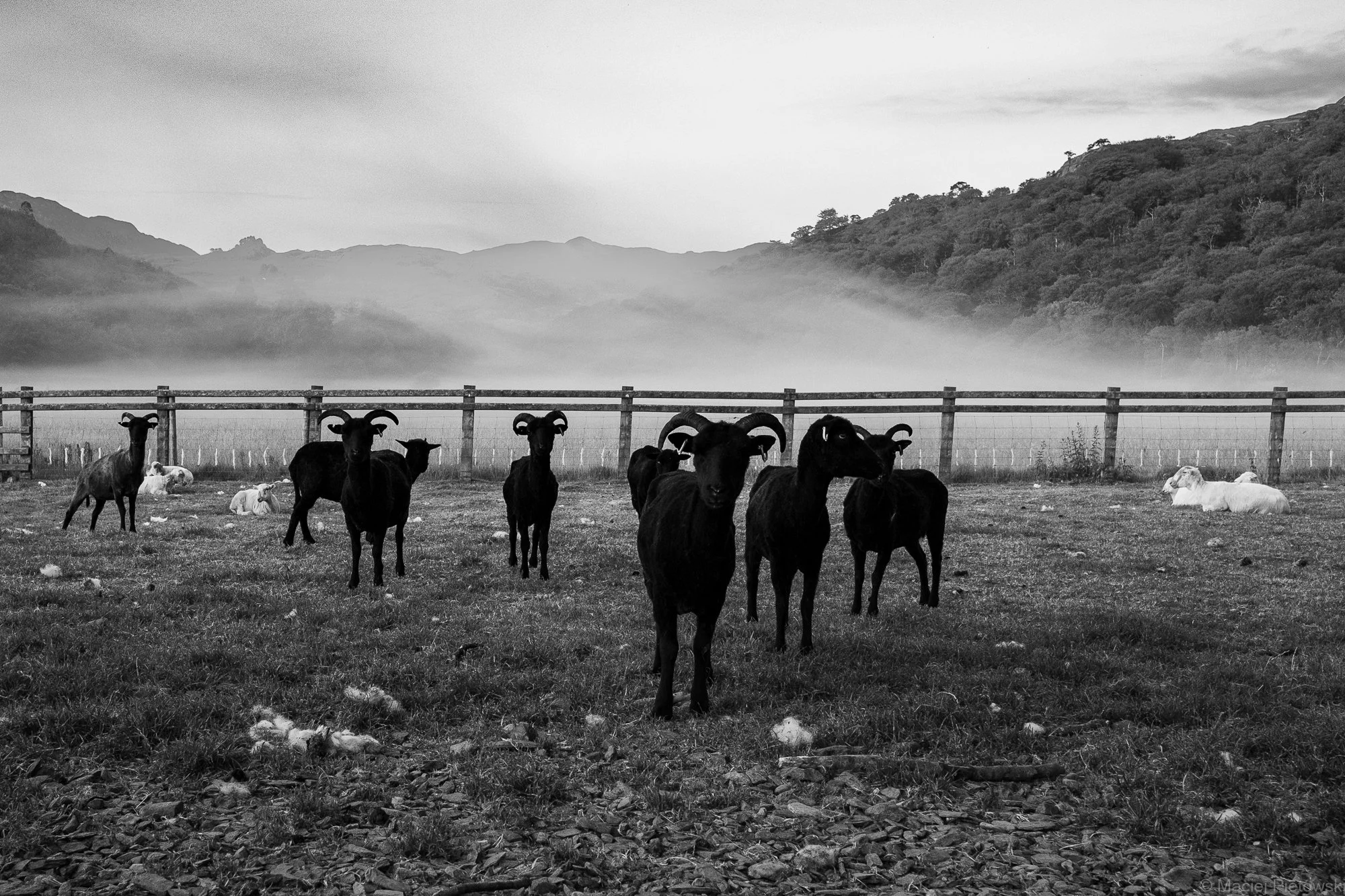 Black and white photo of a group of goats in a grassy field with mountains and fog in the background.